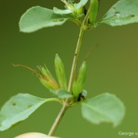 Dyschoriste madurensis (Burm.f.) Kuntze